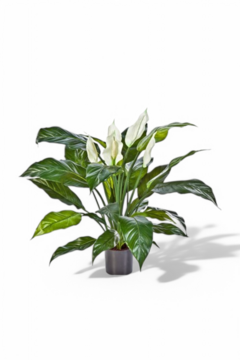 Peace Lily 75cm
