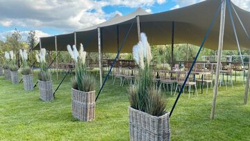 Reed Grass 120cm