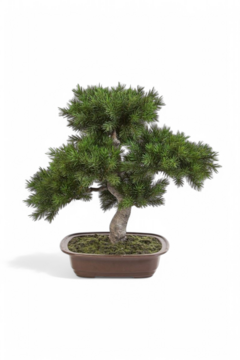 Bonzai 50cm
