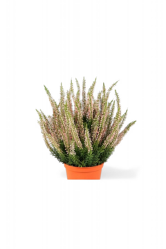 Erica Plant 35cm