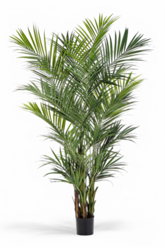Palm de Luxe 260cm