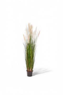 Reed Grass 180cm