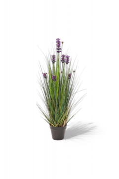 Lanvender Grass 120cm
