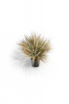 Onion Grass 65cm