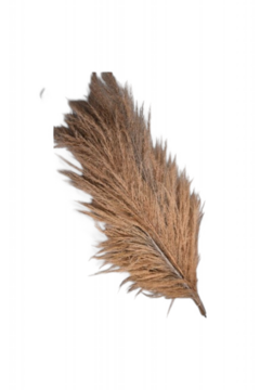 Pampas XXL 160cm set de 4 pcs