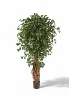Ficus de Luxe 240cm