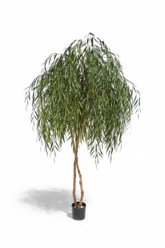 Willow Tree 240cm