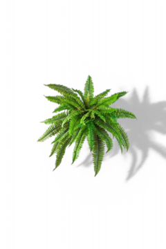 Fern Plant 45cm