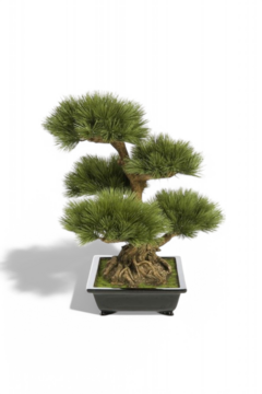 Bonzai de Luxe 60cm