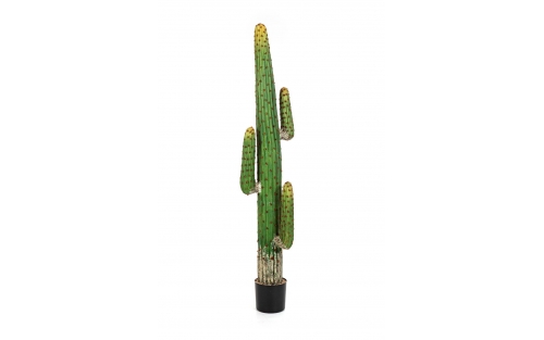 Cactus Mexican 170cm