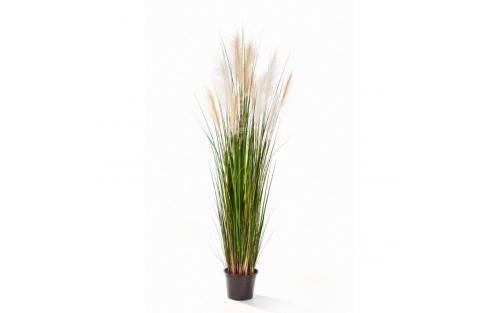 Reed Grass 150cm