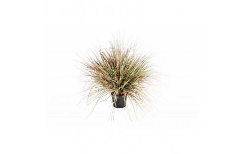 Onion Grass 50cm