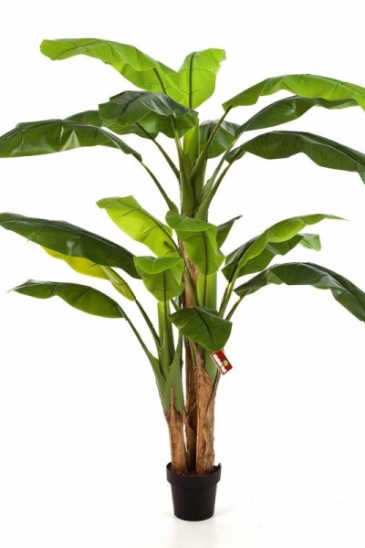 Banana Tree 300cm