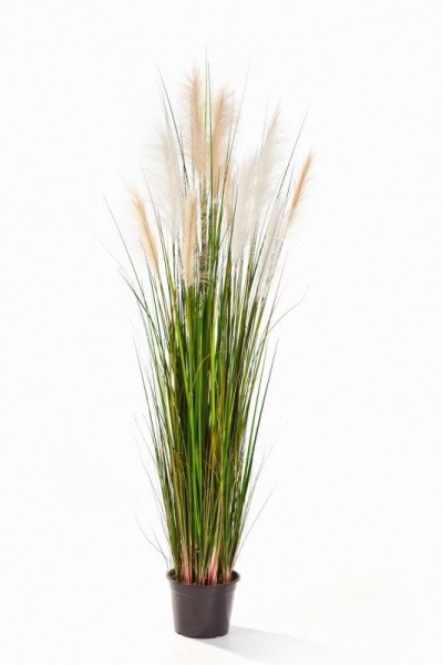 Reed Grass 120cm