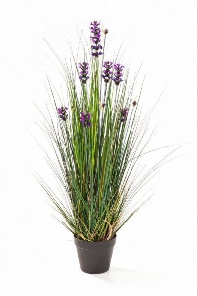 Lanvender Grass 120cm
