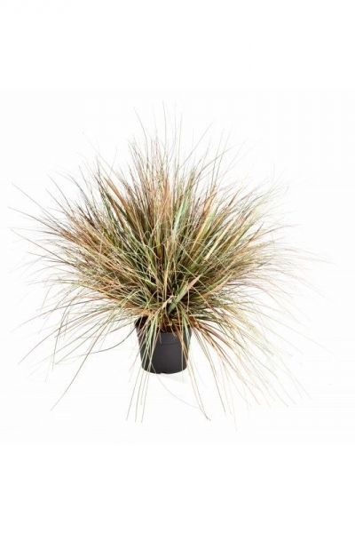 Onion Grass 50cm