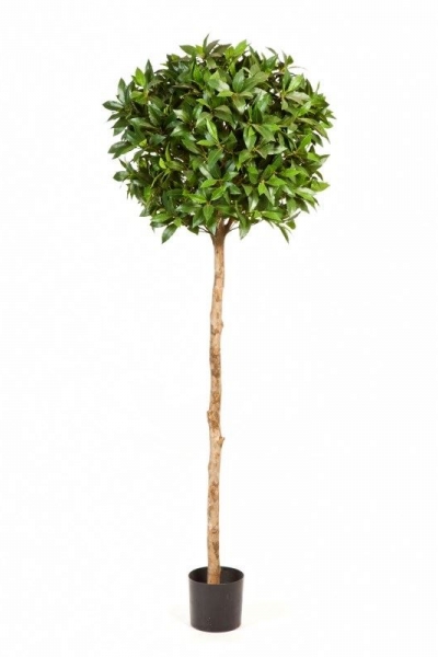 Laurel Tree de Luxe 120cm